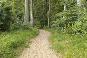 Baltic Sea Landscape Prints: Forest path, Langenberg, Bansin