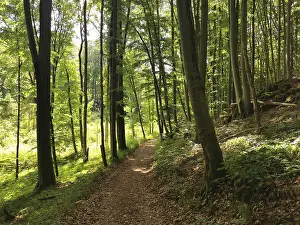 Nature Park Germany Prints: Forest path lined with tall, green trees