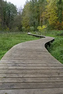 Deserted Forest Track Prints: Forest path in Luxembourg