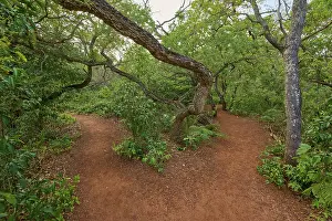 Prints of A forest path that splits in two directions, surrounded by lush greenery and trees, Red-footed Cariama (Cariama cristata), Buraco das Araras Bonito, Pantanal, Brazil Seriemas Prints: A Forest Path Splits in Two Directions Print