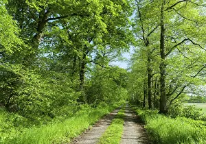 Forest Path Germany Prints: Forest path in spring, Lower Saxony, Germany