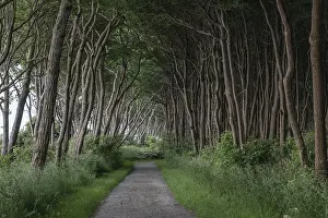 Poel Island Germany Prints: Forest path on the steep coast