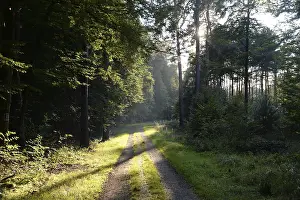 Wooded Landscape Photo Prints: Forest path, sun, forest, path