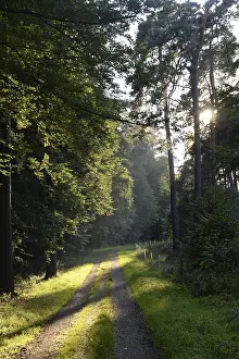 Uninhabited Forest Road Prints: Forest path, sun, forest, path