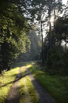 Wooded Landscape Photo Prints: Forest path, sun, forest, path