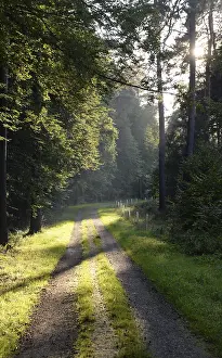 Wooded Landscape Photo Prints: Forest path, sun, forest, path