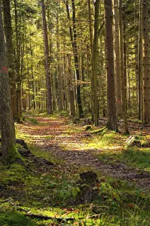 Deserted Forest Track Prints: Forest path with sunlight, Schomberg
