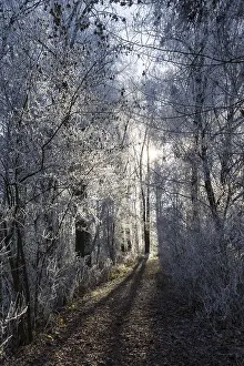 Winter Forest Path Prints: Forest path in winter