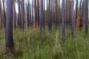 Pine Forest Germany Prints: Forest, pine trees (Pinus), pine forest