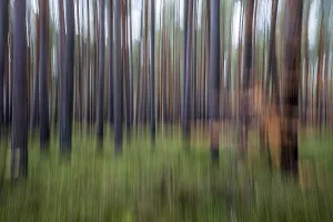 European Coniferous Forests Prints: Forest, pine trees (Pinus), pine forest