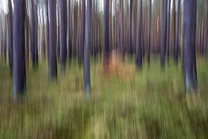 Pine Forest Germany Prints: Forest, pine trees (Pinus), pine forest