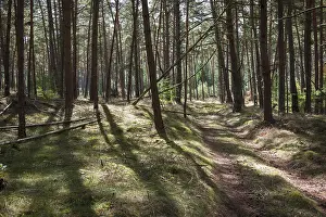 Forest Path Germany Prints: Forest, play of light, forest path