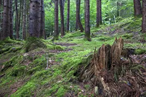 Moss Covered Trees Prints: Forest soil covered with moss between trees