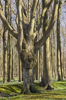 Deserted Woods Prints: A forest in spring