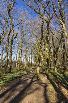 Spring Forest Landscape Prints: A forest in spring