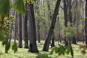 Springtime Nature Prints: Forest in spring