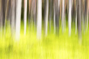 Tree Trunk Details Prints: Forest in spring, modified