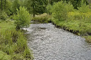 Arnsberg Forest Nature Park Prints: Forest stream in the Arnsberg Forest