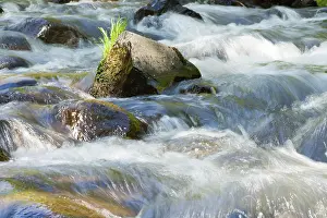 Nature Landscape Prints: Forest stream running over mossy rocks