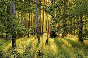 Natural Preserve Scenery Prints: Forest with sunrays, forest and sunrays 01