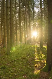 Deserted German Forest Prints: Forest at sunset, Black Forest