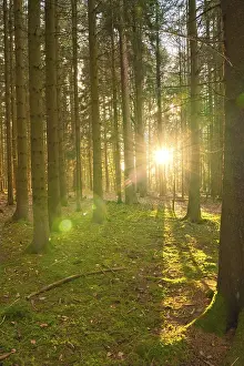 Atmospheric Forest Photography Prints: Forest at sunset, Black Forest