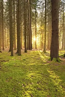 Central Europe Landscape Shot Prints: Forest at sunset, Black Forest