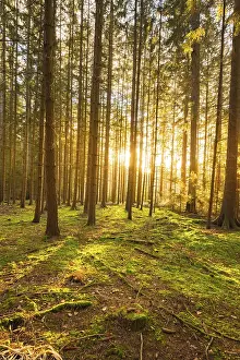 Deserted German Forest Prints: Forest at sunset, Black Forest