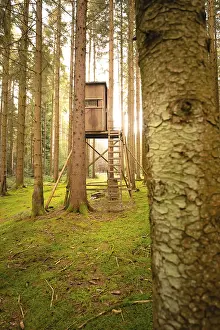 Deserted German Forest Prints: Forest at sunset, Black Forest