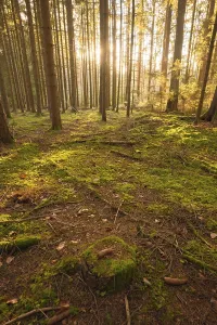 Evening Atmosphere In The Woods Prints: Forest at sunset, Black Forest