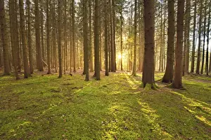 Deserted German Forest Prints: Forest at sunset, Black Forest