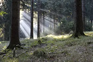 German Countryside Scenery Prints: Forest in Thuringia, Germany. Early in the morning