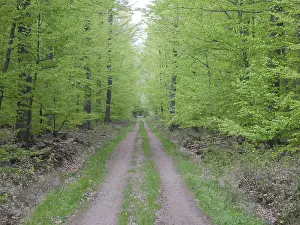 Beech Forest Path Prints: Forest trail, forest path, spring forest