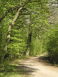 Uninhabited Deciduous Woods Prints: Forest trail, forest path, spring forest