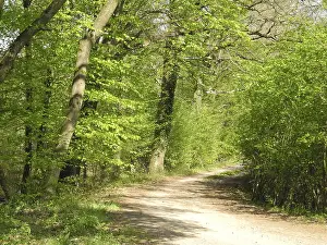 Beech Forest Path Prints: Forest trail, forest path, spring forest