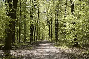Beech Forest Scenery Prints: Forest trail, forest path, spring forest