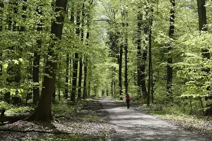 Beech Tree Forest Landscapes Prints: Forest trail, forest path, spring forest