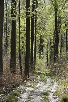 Beech Forest Scenery Prints: Forest trail, forest path, spring forest