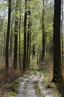 Beech Forest Scenery Prints: Forest trail, forest path, spring forest