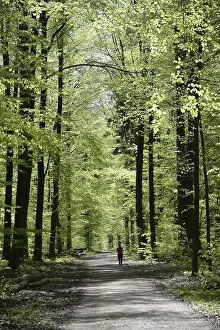 Travel Photography Woods Prints: Forest trail, forest path, spring forest