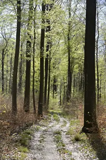 Spring Forest Landscape Prints: Forest trail, forest path, spring forest