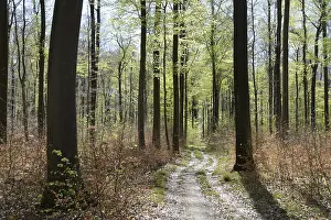 Spring Forest Landscape Prints: Forest trail, forest path, spring forest