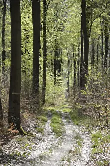 Spring Forest Landscape Prints: Forest trail, forest path, spring forest