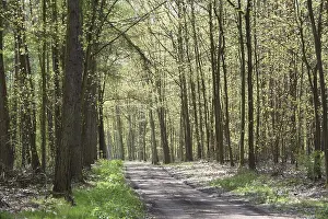 Spring Forest Landscape Prints: Forest trail, forest path, spring forest