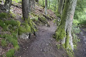 Forest Trail Photography Prints: Forest trail, forest, tree, trees