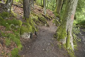 Deserted Forest Trail Prints: Forest trail, forest, tree, trees