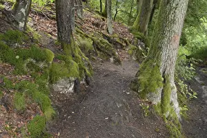 Summer Hiking Trails Prints: Forest trail, forest, tree, trees