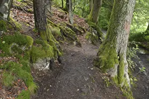 Forest Trail Photography Prints: Forest trail, forest, tree, trees