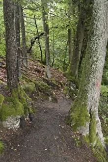 Forest Trail Photography Prints: Forest trail, forest, tree, trees