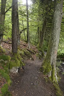 Forest Trail Photography Prints: Forest trail, forest, tree, trees